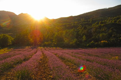 Lavendelfeld Yogaretreat Provence Frankreich