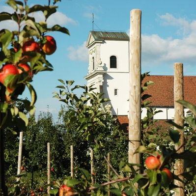 Apfelgarten des Klosters mit der Basilika Mariastein im Hintergrunf