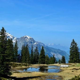Kleiner Bergsee mit Tannenschohnung in den Schweizer Alpen