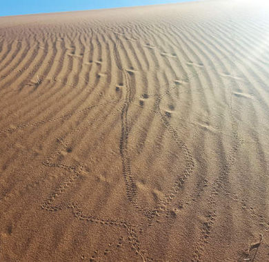 Tierspuren auf den Sanddünen in Marokko Sahara