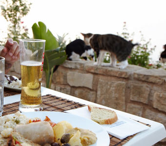 Abendessen auf der Terrasse mit ein paar Katzen