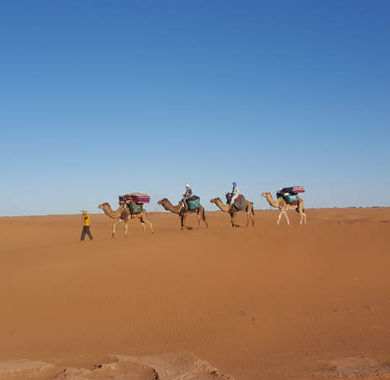 Karavane in der Sahara mit Dromedaren durch die Wüste