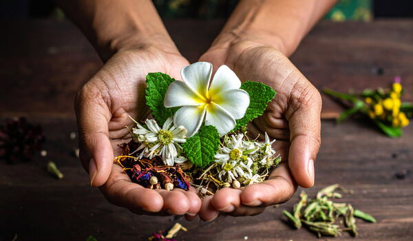 Offene Hände gefüllt mit Kräutern und Frangipani Blüte